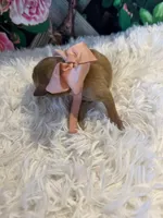 Baby Aurora, a female Goldendoodle for sale in Montgomery, TX – Photo 3 of 6