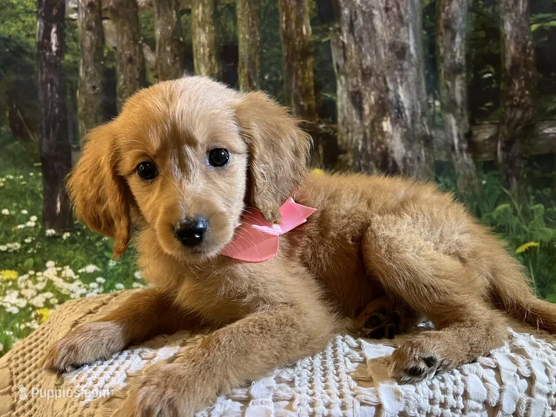 Baby Aurora – Goldendoodle puppy for sale in Montgomery, TX