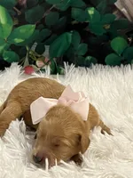 Baby Aurora, a female Goldendoodle for sale in Montgomery, TX – Photo 6 of 6