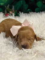 Baby Aurora, a female Goldendoodle for sale in Montgomery, TX – Photo 5 of 6