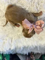 Baby Aurora, a female Goldendoodle for sale in Montgomery, TX – Photo 2 of 6