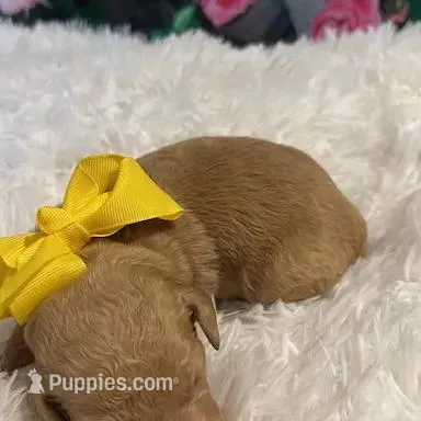 Baby Belle, a female Goldendoodle for sale in Montgomery, TX – Photo 2 of 2