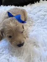 Baby Ariel, a female English Goldendoodle for sale in Montgomery, TX – Photo 2 of 5