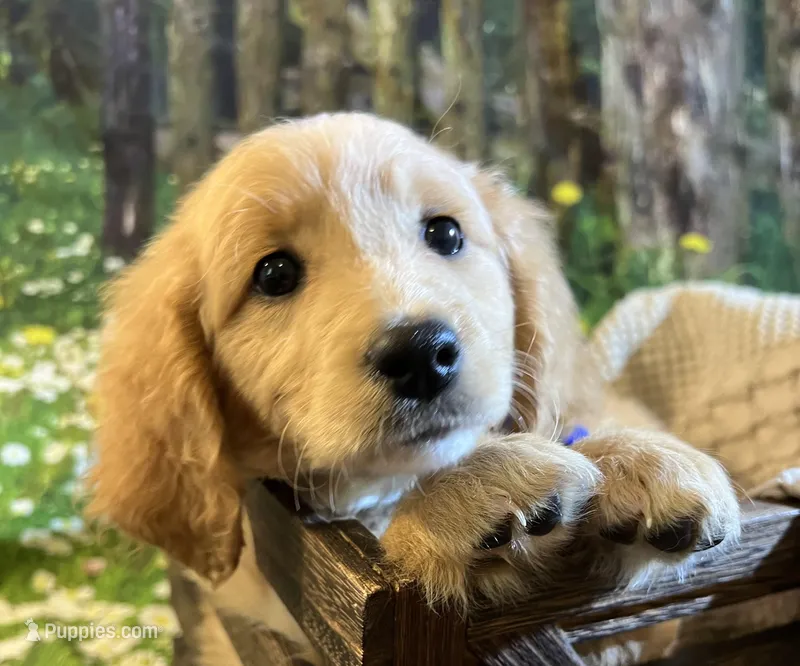 Baby Ariel – English Goldendoodle puppy for sale in Montgomery, TX