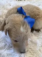 Baby Ariel, a female English Goldendoodle for sale in Montgomery, TX – Photo 3 of 5