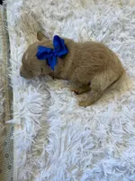 Baby Ariel, a female English Goldendoodle for sale in Montgomery, TX – Photo 5 of 5