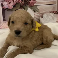 Baby Belle, a female Goldendoodle for sale in Montgomery, TX – Photo 2 of 5