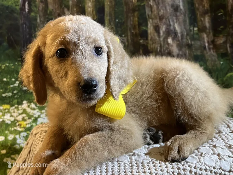 Baby Belle – Goldendoodle puppy for sale in Montgomery, TX