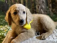 Baby Belle, a female Goldendoodle for sale in Montgomery, TX – Photo 1 of 5