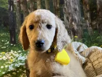 Baby Belle, a female Goldendoodle for sale in Montgomery, TX – Photo 5 of 5