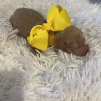 Baby Belle, a female Goldendoodle for sale in Montgomery, TX – Photo 3 of 5