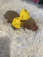 Baby Belle, a female Goldendoodle for sale in Montgomery, TX – Photo 1 of 2