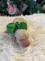 Baby Pinocchio, a male Goldendoodle for sale in Montgomery, TX – Photo 2 of 2