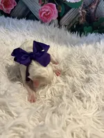 processed/3c96f61e-75e7-42db-9ebe-fb6999bab7ef/listing/5732f9a5-dfd1-44f0-aed1-434e4f69730d/1fe44561-8025-4ab1-b9f0-a2a8d4c8b2ab