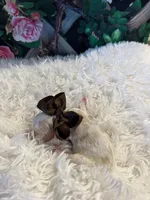 processed/3c96f61e-75e7-42db-9ebe-fb6999bab7ef/listing/5732f9a5-dfd1-44f0-aed1-434e4f69730d/30b069b5-95cf-42cf-8d9f-0cafed7cb513