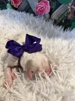 processed/3c96f61e-75e7-42db-9ebe-fb6999bab7ef/listing/5732f9a5-dfd1-44f0-aed1-434e4f69730d/4e3e0598-f984-4eeb-92e0-5379cb272734