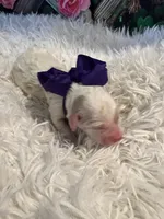 processed/3c96f61e-75e7-42db-9ebe-fb6999bab7ef/listing/5732f9a5-dfd1-44f0-aed1-434e4f69730d/7a0d5ece-cb40-4e2e-94c5-cbebf487938f