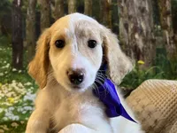 Baby Minnie, a female Goldendoodle for sale in Montgomery, TX – Photo 6 of 6