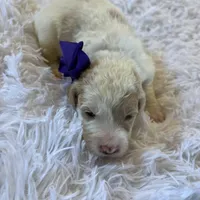Baby Minnie, a female Goldendoodle for sale in Montgomery, TX – Photo 4 of 6