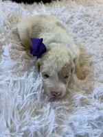 Baby Minnie, a female Goldendoodle for sale in Montgomery, TX – Photo 2 of 3
