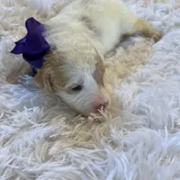 Baby Minnie, a female Goldendoodle for sale in Montgomery, TX – Photo 3 of 6