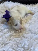 Baby Minnie, a female Goldendoodle for sale in Montgomery, TX – Photo 1 of 3