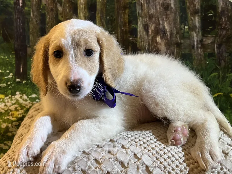 Baby Minnie – Goldendoodle puppy for sale in Montgomery, TX