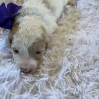 Baby Minnie, a female Goldendoodle for sale in Montgomery, TX – Photo 5 of 6