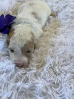 Baby Minnie, a female Goldendoodle for sale in Montgomery, TX – Photo 3 of 3