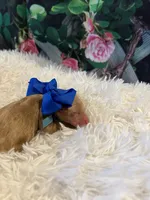 Baby Elsa, a female Goldendoodle for sale in Montgomery, TX – Photo 3 of 5