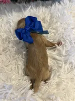 Baby Elsa, a female Goldendoodle for sale in Montgomery, TX – Photo 2 of 5