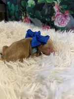 Baby Elsa, a female Goldendoodle for sale in Montgomery, TX – Photo 4 of 5