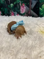 Baby Elsa, a female Goldendoodle for sale in Montgomery, TX – Photo 5 of 5