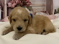Baby Elsa, a female Goldendoodle for sale in Montgomery, TX – Photo 1 of 5