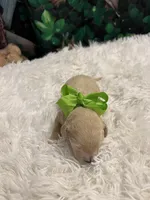 Mowgli, a male Goldendoodle for sale in Montgomery, TX – Photo 4 of 4