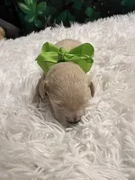 Mowgli, a male Goldendoodle for sale in Montgomery, TX – Photo 2 of 4