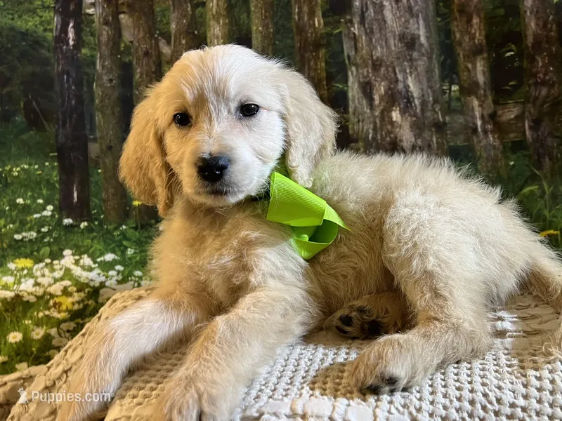 Mowgli – Goldendoodle puppy for sale in Montgomery, TX