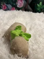 Mowgli, a male Goldendoodle for sale in Montgomery, TX – Photo 3 of 4