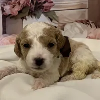 Baby Rex, a male Goldendoodle for sale in Montgomery, TX – Photo 1 of 5