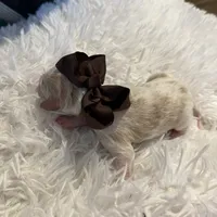 Baby Rex, a male Goldendoodle for sale in Montgomery, TX – Photo 5 of 5