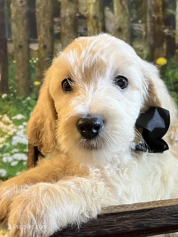 Baby Rex – Goldendoodle puppy for sale in Montgomery, TX