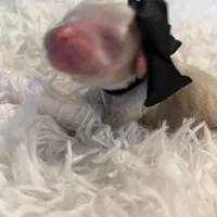 Baby Rex, a male Goldendoodle for sale in Montgomery, TX – Photo 3 of 5