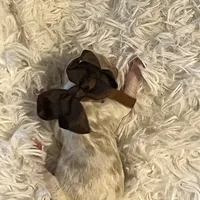 Baby Rex, a male Goldendoodle for sale in Montgomery, TX – Photo 2 of 5