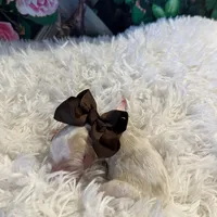 Baby Rex, a male Goldendoodle for sale in Montgomery, TX – Photo 4 of 5