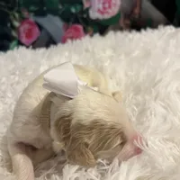 Baby Olaf, a male Goldendoodle for sale in Montgomery, TX – Photo 2 of 3