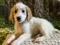 Baby Olaf, a male Goldendoodle for sale in Montgomery, TX – Photo 2 of 5