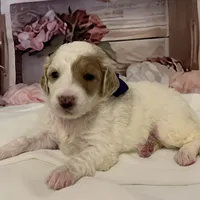 Baby Olaf, a male Goldendoodle for sale in Montgomery, TX – Photo 3 of 3