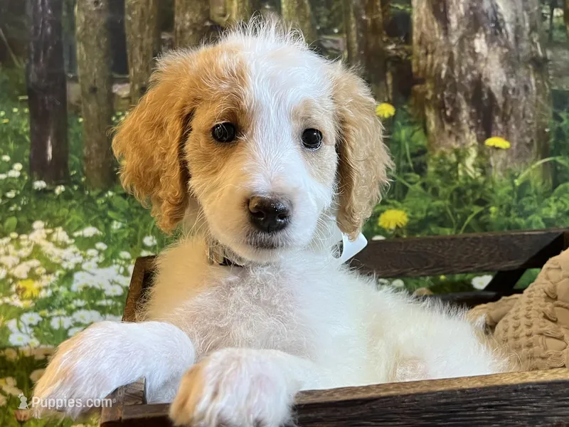 Baby Olaf – Goldendoodle puppy for sale in Montgomery, TX