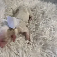 Baby Olaf, a male Goldendoodle for sale in Montgomery, TX – Photo 1 of 3