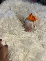 Baby Tigger, a male Goldendoodle for sale in Montgomery, TX – Photo 3 of 6